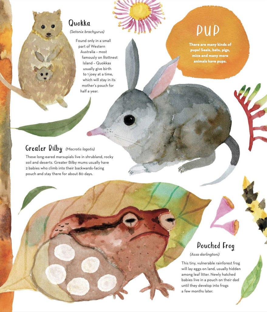 Australias Baby Animals by Jess Rackyleft Inside Page Earth Babies