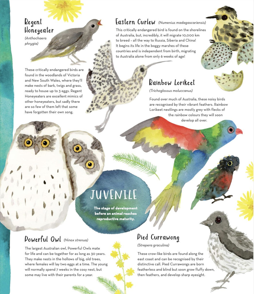 Australias Baby Animals by Jess Rackyleft Inside Page Sky Babies