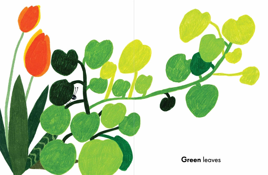 Vibrant board book by Kat Macleod exploring colors through a garden adventure with bugs, leaves, and blooms. Durable and engaging for little hands, perfect for ages 0+.