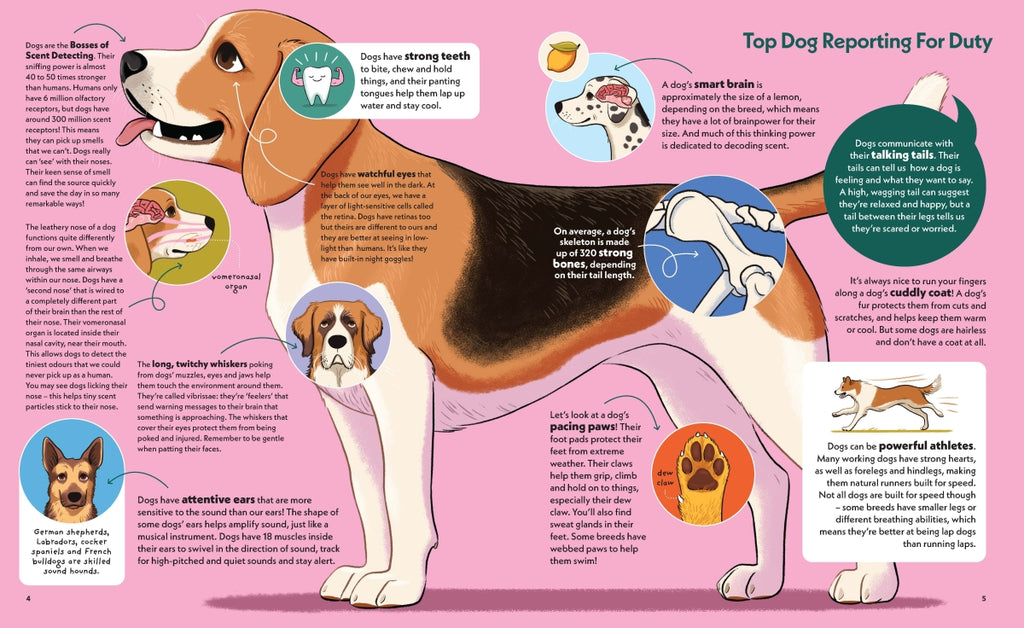 Educational poster about dogs with various facts and illustrations on a pink background